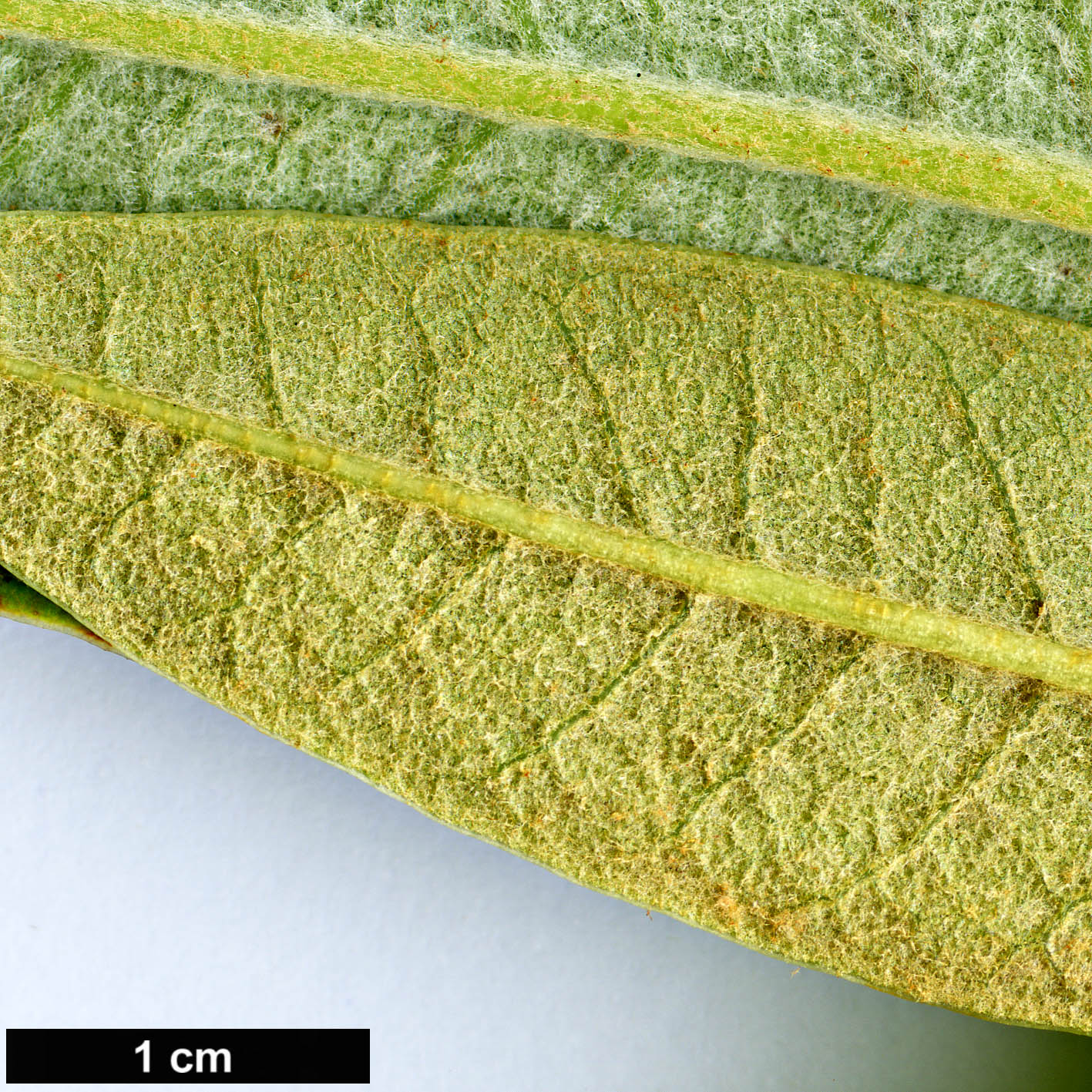 High resolution image: Family: Ericaceae - Genus: Rhododendron - Taxon: delavayi - SpeciesSub: var. delavayi